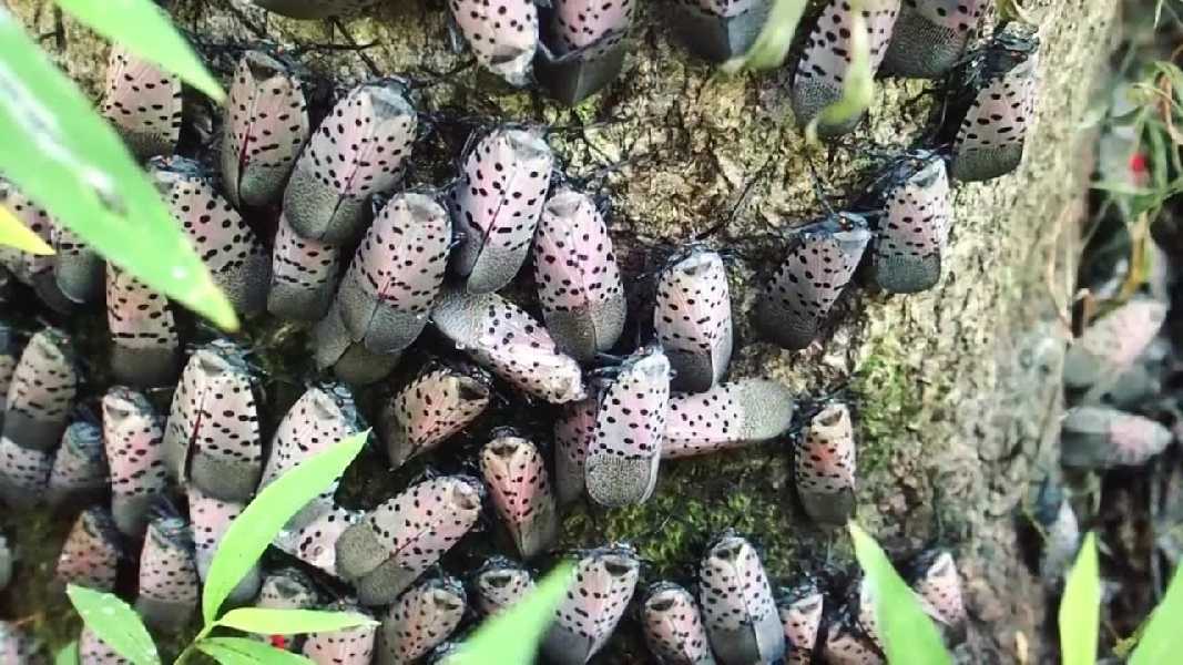 Spotted Lanternfly Infestation xxon Tree